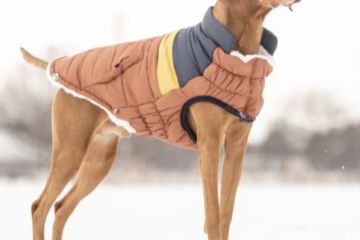 dog wearing a warm winter dog coat